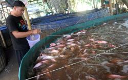 Petani Budi Daya Ikan Nila Merah Raup Cuan dengan Sistem Bioflok