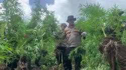 Polresta Banda Aceh Temukan Lahan Ganja Seluas 0,5 Hektare di Aceh Besar