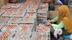 Ini Biang Kerok Harga Telur Ayam di Bandung Raya Mahal 