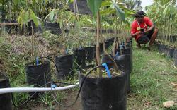 Petani Gunakan Teknologi Digital untuk Tingkatkan Produktivitas 