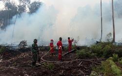 Kebakaran 100 Hektare Hutan Gambut di Sumatera Barat