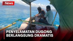 Detik-Detik Warga Selamatkan Dugong Tersangkut Tali di Alor NTT