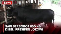 Berbobot 850 Kg, 'Markoseng' Sapi di Konawe Selatan Dibeli Presiden Jokowi untuk Kurban