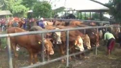 2 Ekor Sapi Terjangkit LSD di Pasar Hewan Purwakarta, Pemeriksaan Diperketat <