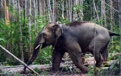 Gajah Liar Masuk Permukiman dan Merusak Rumah Warga OKI Sumsel <