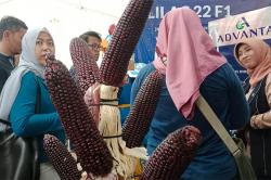Unik, Jagung Warna Ungu Pikat Pengunjung Gebyar Perbenihan Nasional 2023