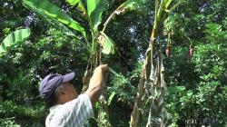  Unik, Pohon Pisang di Kendal Ini Berbuah Cabang Tiga dan Punya 3 Jantung
