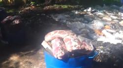 Daging Kerbau di TPA Sampah Jadi Rebutan Warga, Pemprov Riau: Bahaya Jika Dikonsumsi