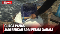 Cuaca Panas Bawa Berkah untuk Petani Garam di Jepara 