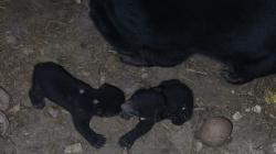 Gemas, 2 Bayi Beruang Madu Lahir di Taman Satwa Lembah Hijau Bandarlampung
