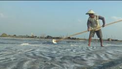 Berkah Cuaca Panas, Petani Garam di Jepara Panen Lebih Awal dan Raup Untung