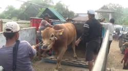 Jelang Idul Adha, Harga Sapi di Purwakarta Naik Rp3 Juta per Ekor