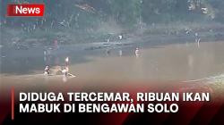 Diduga Tercemar, Ribuan Ikan Mabuk Muncul ke Permukaan Sungai Bengawan Solo