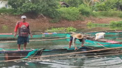 Belasan Ton Ikan Keramba di Banjar Mati, Pembudi Daya Rugi hingga Ratusan Juta<