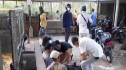 Bak Perjudian Las Vegas, Tempat Diduga Arena Sabung Ayam di Gambut Banjar Digerebek 