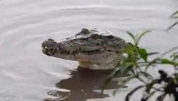 Cerita Adik saat Kakak Duel Sengit dengan Buaya di Sungai Wai Semaka, Dibanting Dua Kali