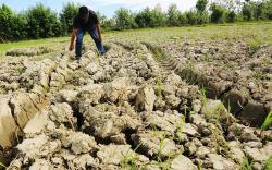 Ratusan Hektare Sawah Tadah Hujan di 6 Kecamatan KBB Terancam Kekeringan