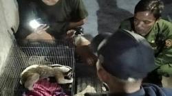 Kukang Jawa Luka Parah akibat Tersengat Listrik, Tim Rescue Bandung Turun Tangan<