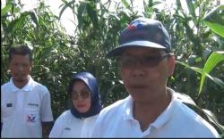 Kader Partai Perindo Sukses Kembangkan Pertanian Jagung di Banyuasin <