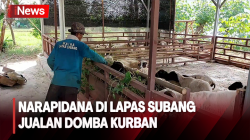 Narapidana di Lapas Subang Jualan Domba Kurban Jelang Hari Raya Idul Adha