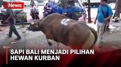 Dinilai Lebih Banyak Dagingnya, Sapi Bali jadi Pilihan Hewan Kurban saat Idul Adha 1444 H