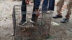 BKSDA dan Damkar Evakuasi Anak Buaya Tangkapan Warga Brebeg Cilacap<