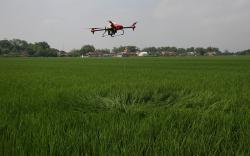 Petani Kerahkan Drone Semprot Cairan Pestisida, Lebih Cepat dan Efektif