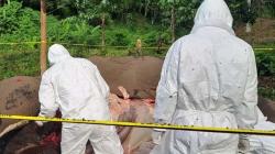 Gajah Betina di Aceh Tengah Ditemukan Mati, Diduga Keracunan