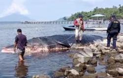 Penampakan Ikan Paus 10 Meter Terdampar di Pantai Seli Maluku Utara