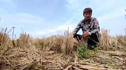 Kekeringan Mulai Terjang Cirebon, Ratusan Hektare Sawah Reta-retak Tak Teraliri Air<