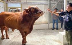 Manja, Sapi Kurban Jokowi di Palembang Mandi 2 Kali Sehari<
