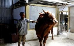 Presiden Jokowi Kurban Sapi Bobot 990 Kg di Palembang, Harganya Rp92 Juta