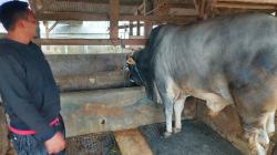 Sapi Brahman Berbobot 940 Kg asal KBB Terpilih sebagai Hewan Kurban Presiden Jokowi<