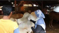 Petugas DP4 Blora Periksa Kesehatan Hewan Kurban jelang Idul Adha, Ini Hasilnya<