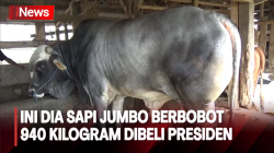 Ini Penampakan Sapi Jumbo Seharga Rp85 Juta, Dibeli Presiden di Kabupaten Bandung Barat<