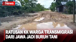 Diduga Ulah Mafia Tanah, 13 Tahun Ratusan KK Warga Transmigran di Jambi jadi Buruh Tani