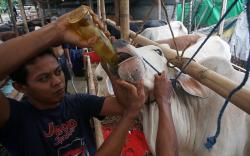 Tambah Imun, Sapi Kurban Diberikan Jamu dan Vitamin