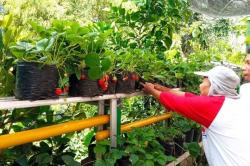 Ternyata Ada Kampung Strawberry di Jogja, Ini Lokasinya