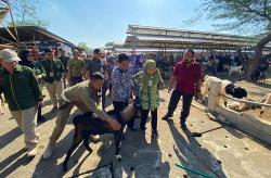 Stok Hewan Kurban di Gunungkidul Cukup, Wabup: Malah Bisa Surplus <