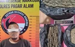 Polisi Tangkap Pengedar Ganja Asal Lahat di Pagaralam 