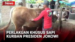Bikin Heran, Begini Perlakuan Khusus Sapi Kurban Presiden Jokowi di Polewali Mandar