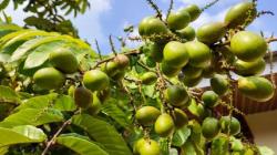 5 Flora Khas Papua, Ada yang Langka hingga Kaya Manfaat untuk Kesehatan