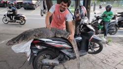 Lagi Mancing, Warga Kaget Lihat Biawak Ukuran Besar Mirip Buaya di Penjaringan Jakut