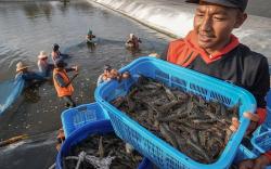 Senyum Peternak Panen Udang Vaname