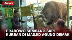 Prabowo Subianto Sumbang Sapi Kurban Seberat 1,1 Ton di Masjid Agung Demak 