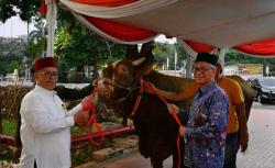Wapres Ma’ruf Amin Kurban Sapi Limosin 1.154 Kg di Masjid Istiqlal, Ini Penampakannya