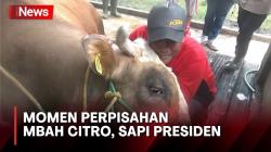 Mengharu Biru! Perpisahan Mbah Citro, Sapi Presiden Jokowi dengan Pemiliknya di Mamasa