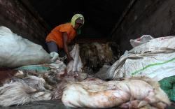 Pengepul Kumpulkan Kulit Hewan Kurban, Dibeli Rp25.000 per Lembar