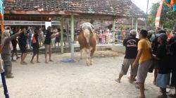 Sapi Kurban Jokowi Ngamuk saat Hendak Disembelih di Kampung Halaman Pratama Arhan<