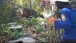 Sapi Kurban Ngamuk saat Hendak Disembelih di Babakan Tarogong Bandung, Warga Panik
